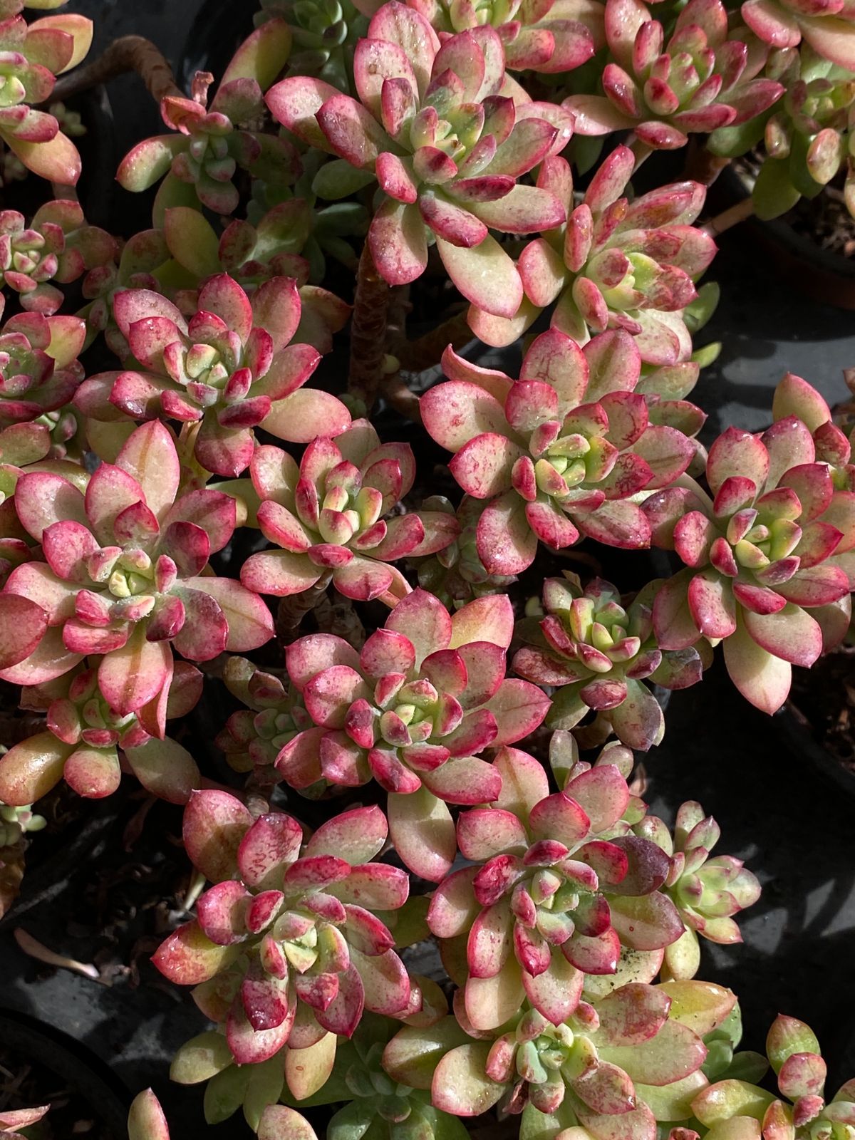 新入荷 ミニベル錦 ZZ31×18苗 抜き苗 多肉植物 アエオニウム