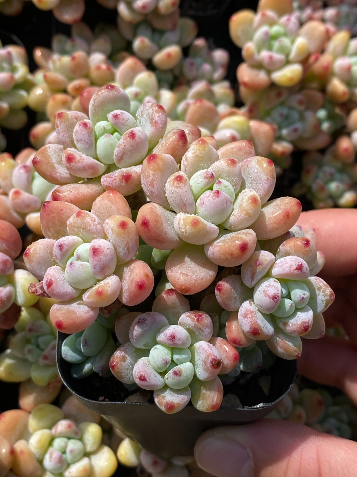 新入荷 ラウル ZZ32×50苗 抜き苗 多肉植物 アエオニウム エケベリア