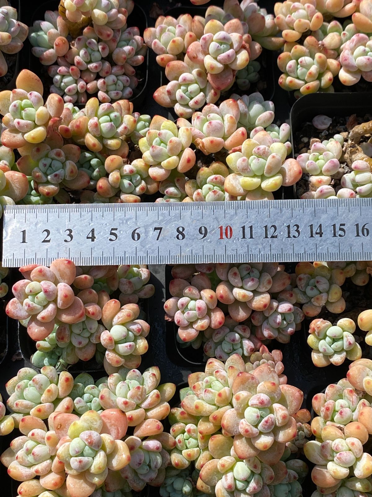 新入荷 ラウル ZZ32×50苗 抜き苗 多肉植物 アエオニウム エケベリア