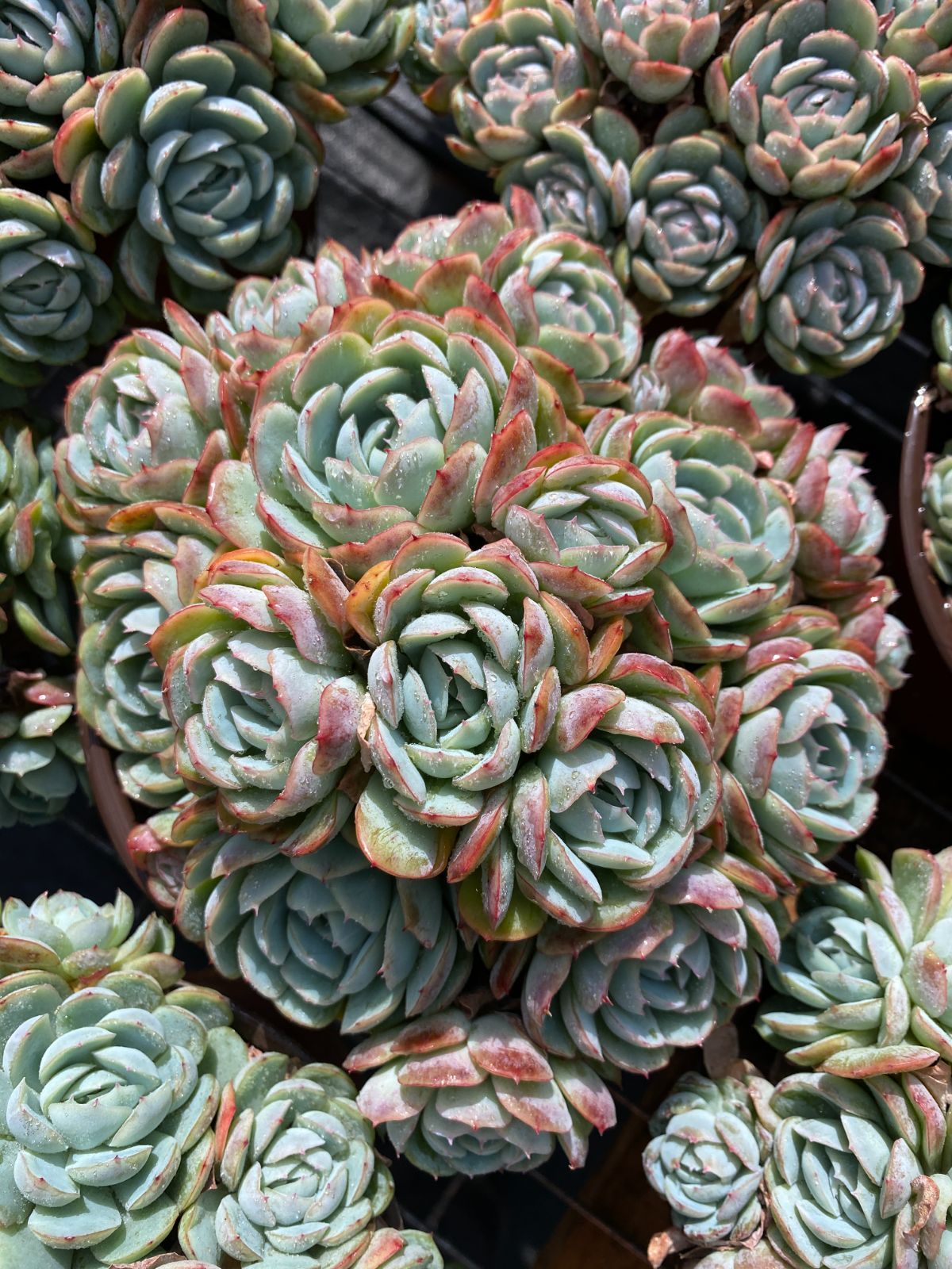 レア✨韓国苗　アドロミクスクス　フィリカウリスレッドスポット 抜き苗 レア✨韓国苗 アドロミクスクス フィリカウリスレッドスポット 抜き苗