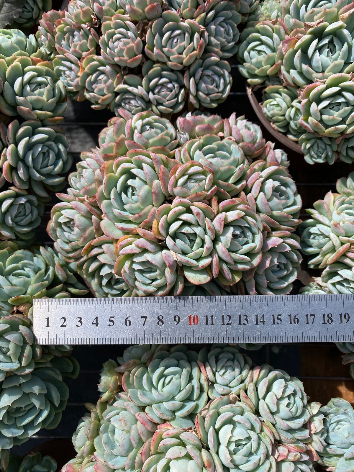 新入荷 ベリー ZZ34×6苗 抜き苗 多肉植物 アエオニウム エケベリア