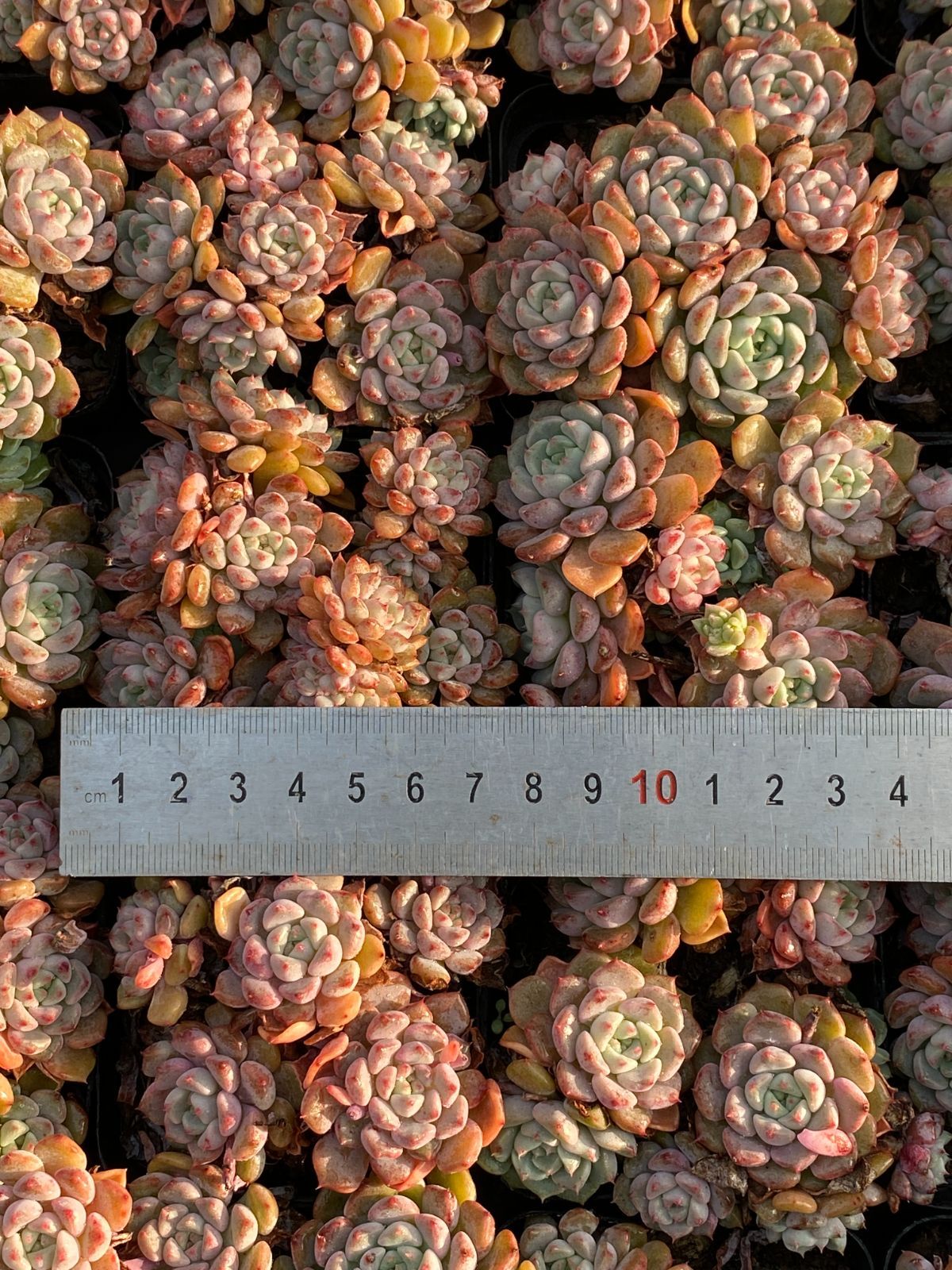 新入荷 コウシュウニョウ ZZ35×50苗 抜き苗 多肉植物 アエオニウム