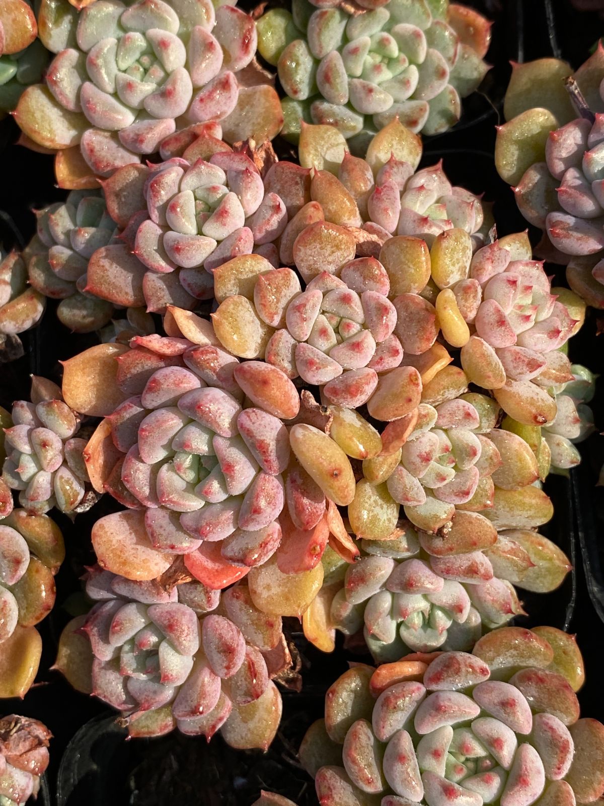 多肉植物　エボニー　韓国苗 アガボイデス・エボニー エケベリア 超美苗 特大苗 特大株 多肉植物