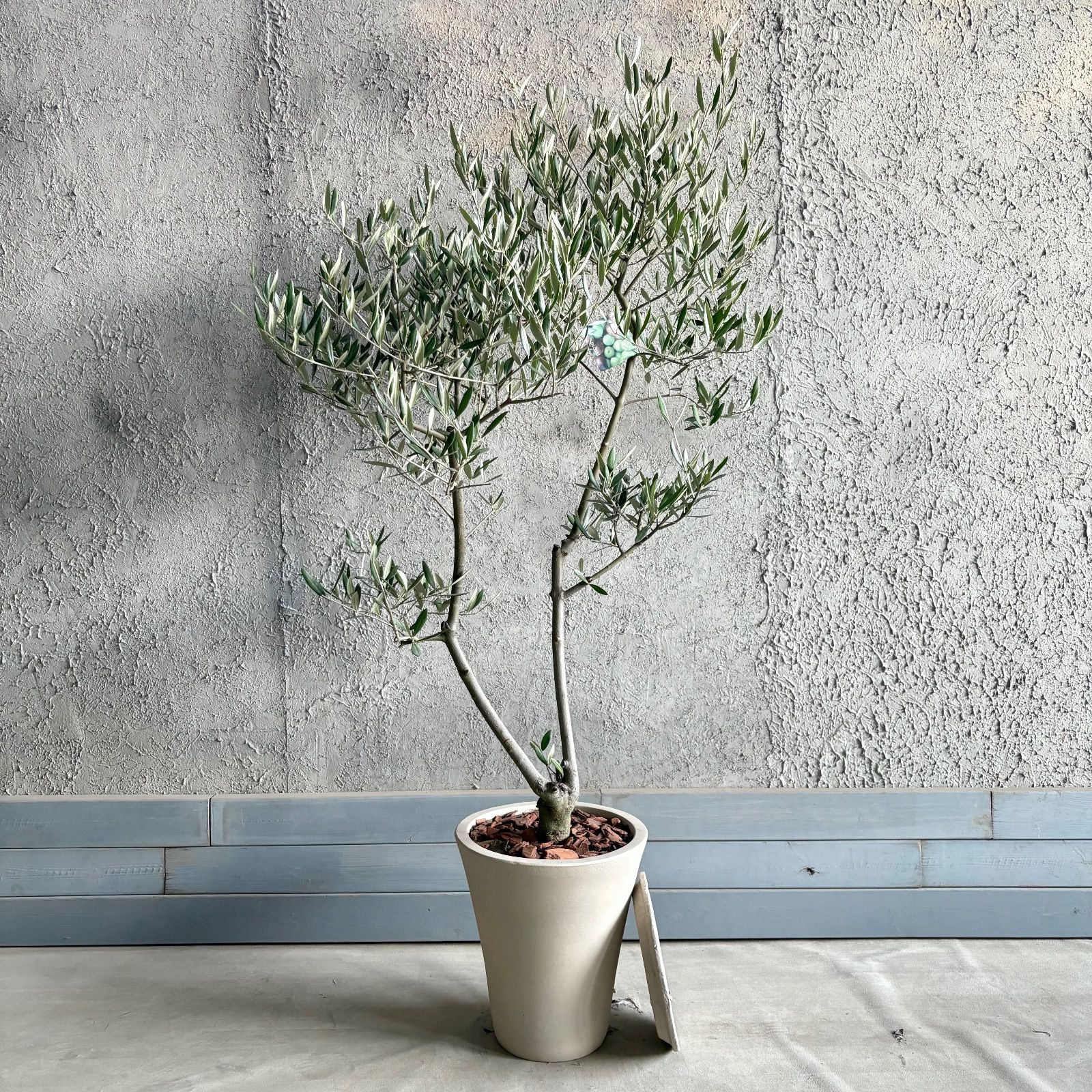 人気品種 大型 美形 オリーブの木 souju ピクアル 9号 テラコッタ