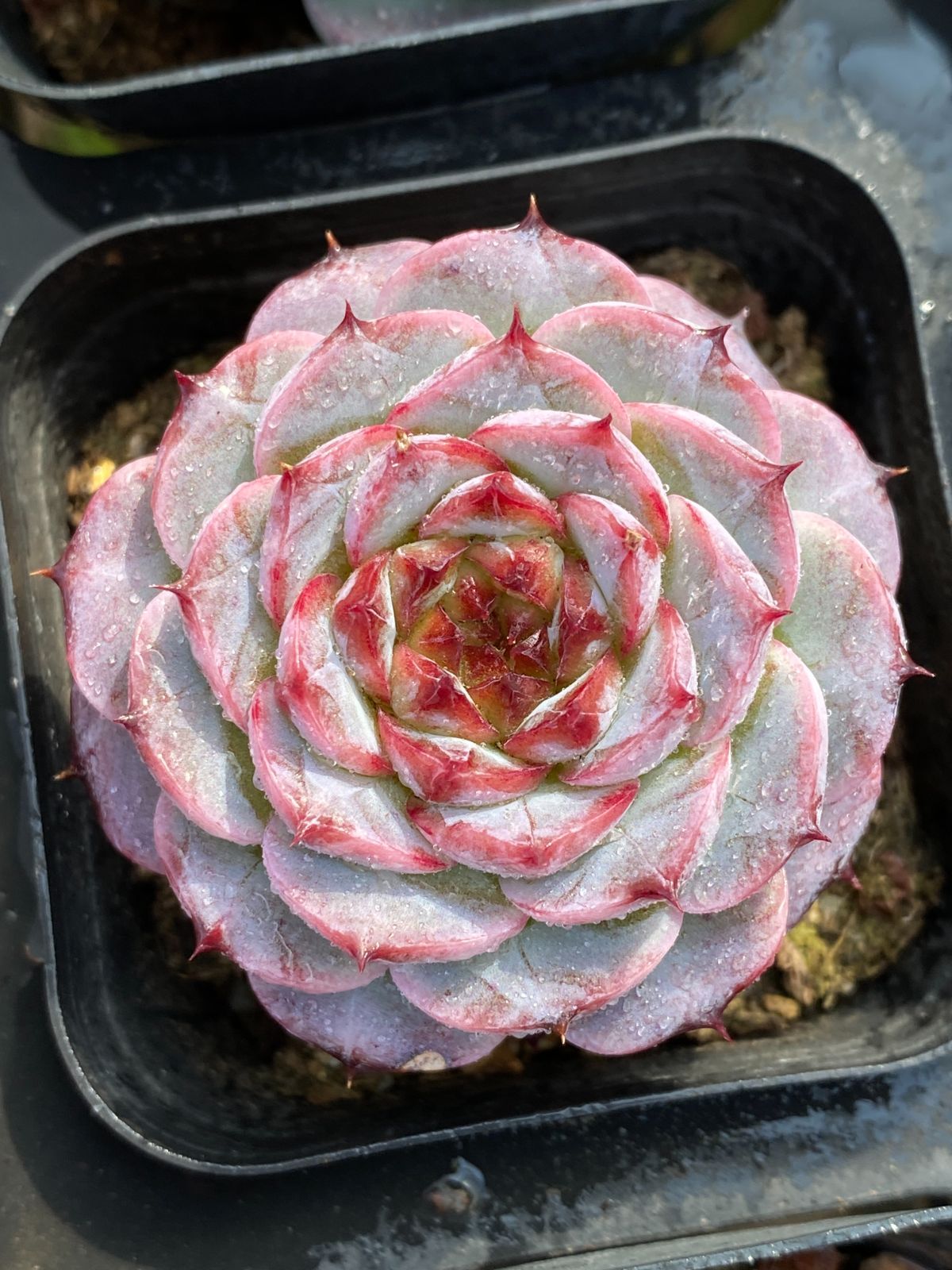 新入荷 ビロード ZZ37×50苗 抜き苗 多肉植物 アエオニウム エケベリア