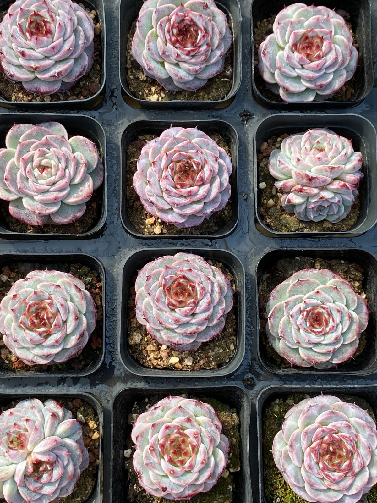 37#多肉植物アエオニウム❤️ バラの木 ❤️16頭19cm 拔き苗 37#多肉