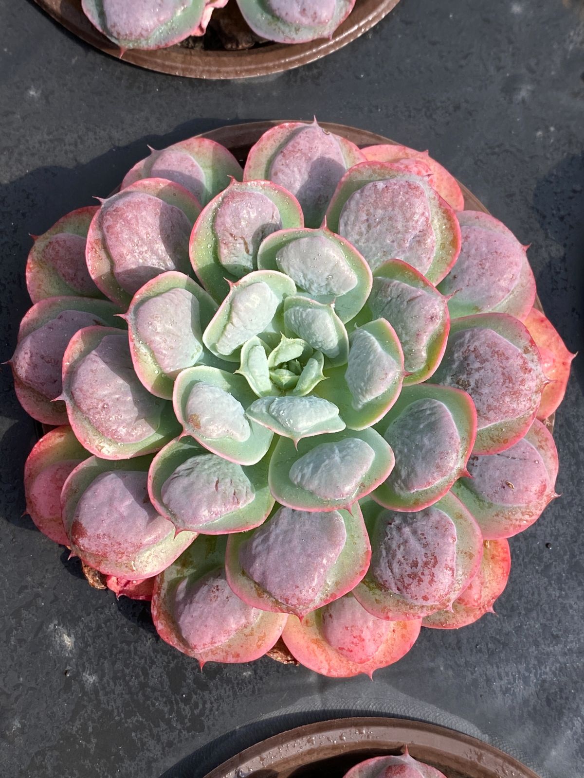 新入荷 ウテキ ZZ39×24苗 抜き苗 多肉植物 アエオニウム エケベリア