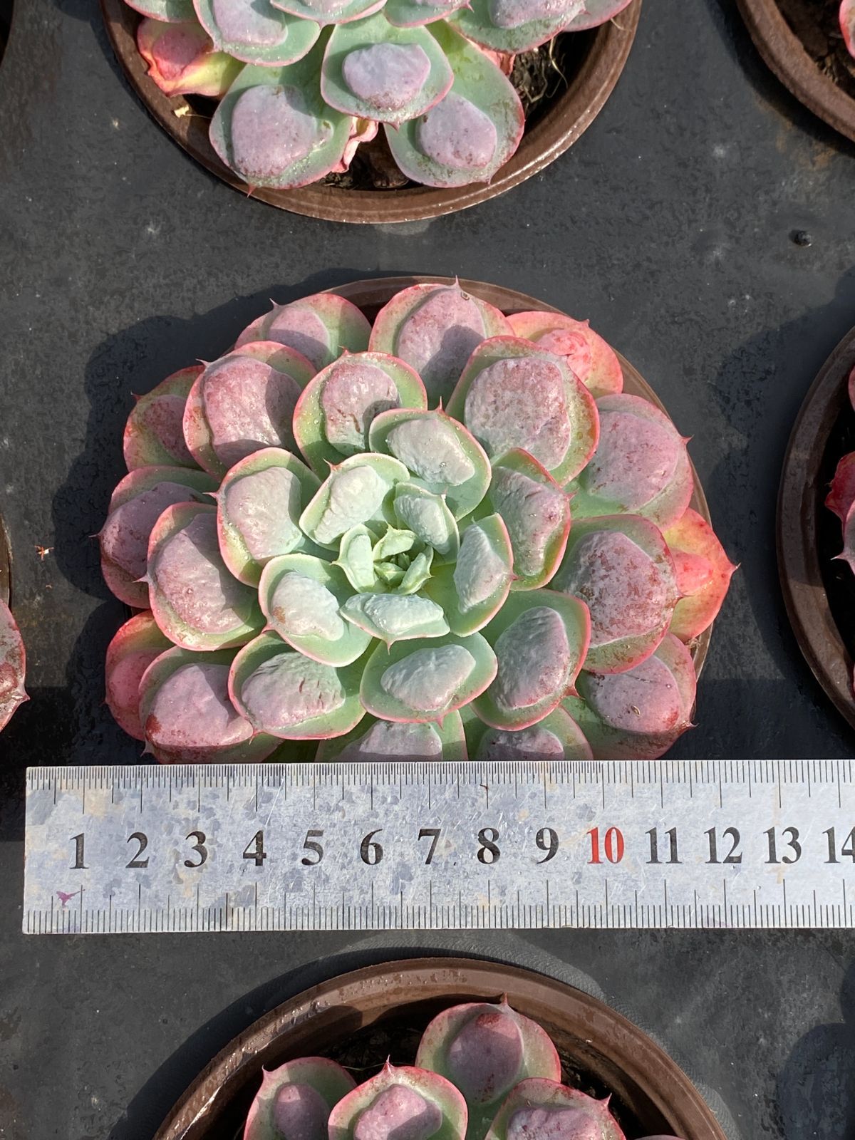 新入荷 ウテキ ZZ39×24苗 抜き苗 多肉植物 アエオニウム エケベリア