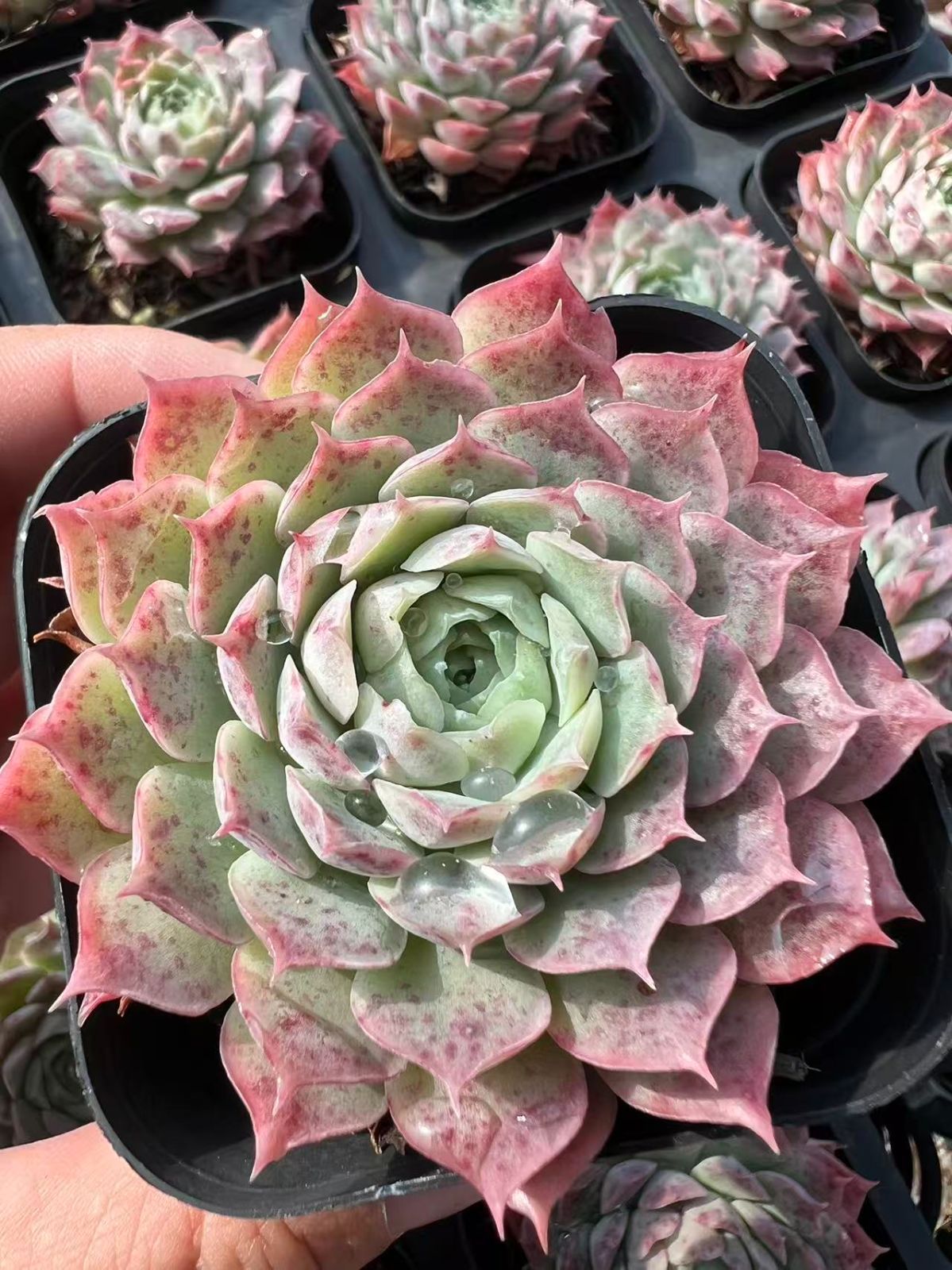 50株の抜き苗セット】ルブラ 多肉植物 佐川急便発送 エケベリア 韓国苗