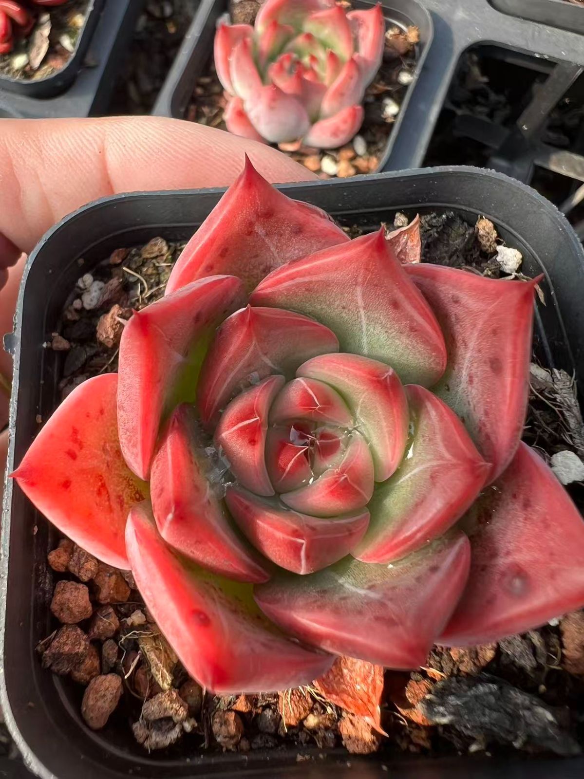 多肉植物♥゛レッドベリー 抜き苗 多肉植物♥゛レッドベリー 抜き苗 多肉植物✩.*˚レッドベリー 抜き苗