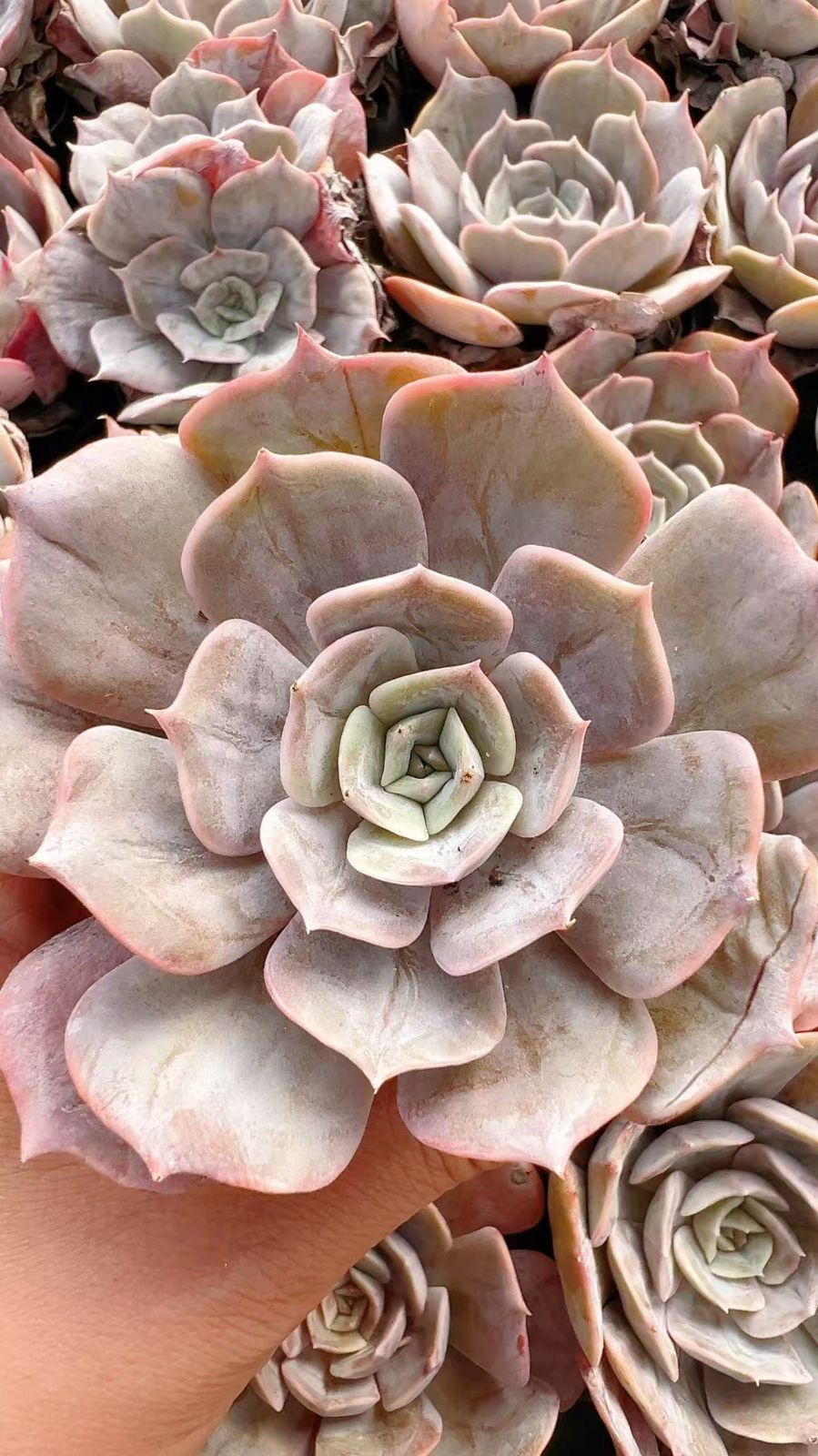 ①多肉植物【ルナレン】抜き苗　　エケベリア 50株の抜き苗セット】ルナレン 多肉植物 佐川急便発送 エケベリア 韓国