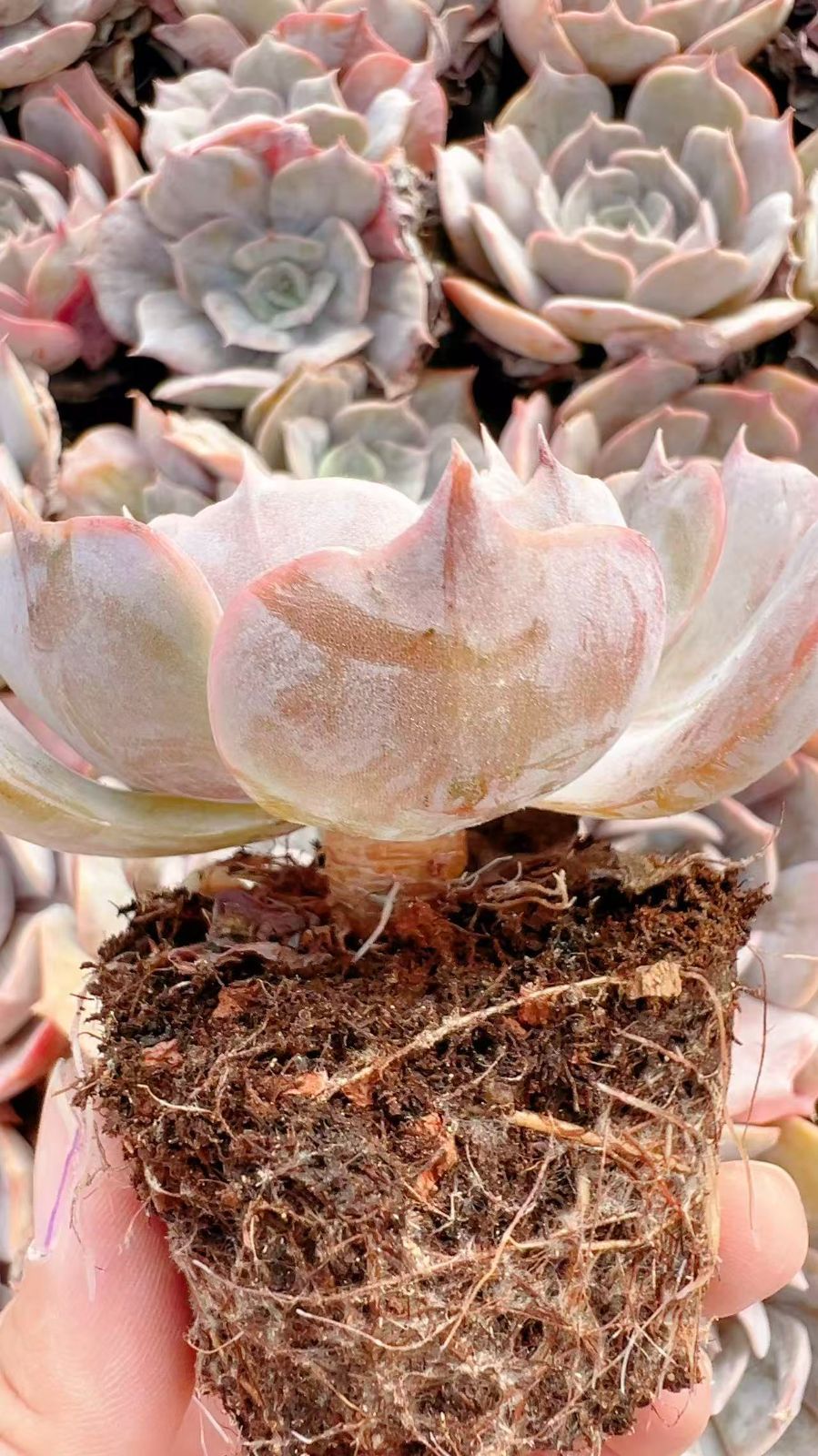 50株の抜き苗セット】ルナレン 多肉植物 佐川急便発送 エケベリア 韓国