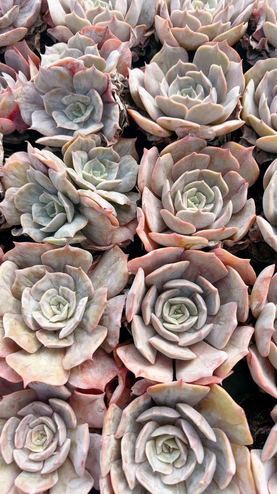 50株の抜き苗セット】ルナレン 多肉植物 佐川急便発送 エケベリア 韓国