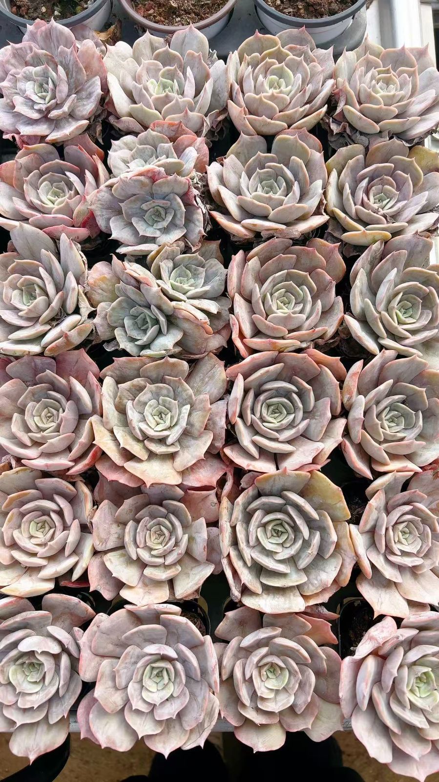 50株の抜き苗セット】ルナレン 多肉植物 佐川急便発送 エケベリア 韓国