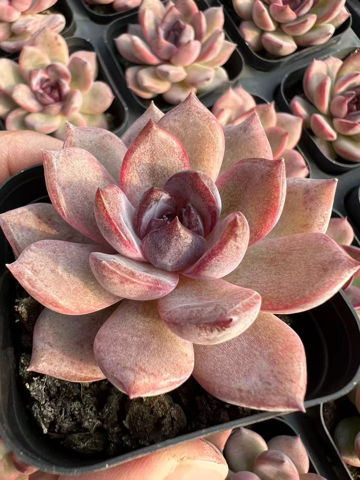 希少】大きな坂本龍馬像 幕末 武士 侍 オンライン