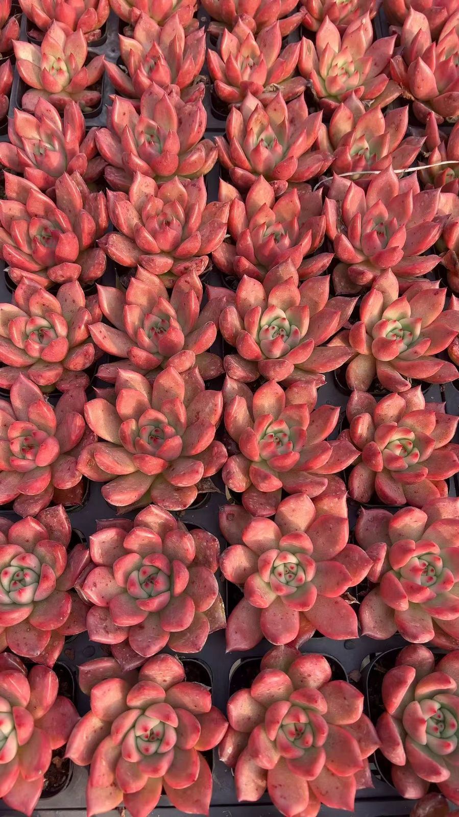 25株の抜き苗セット】レッドクリスタル 多肉植物 佐川急便発送