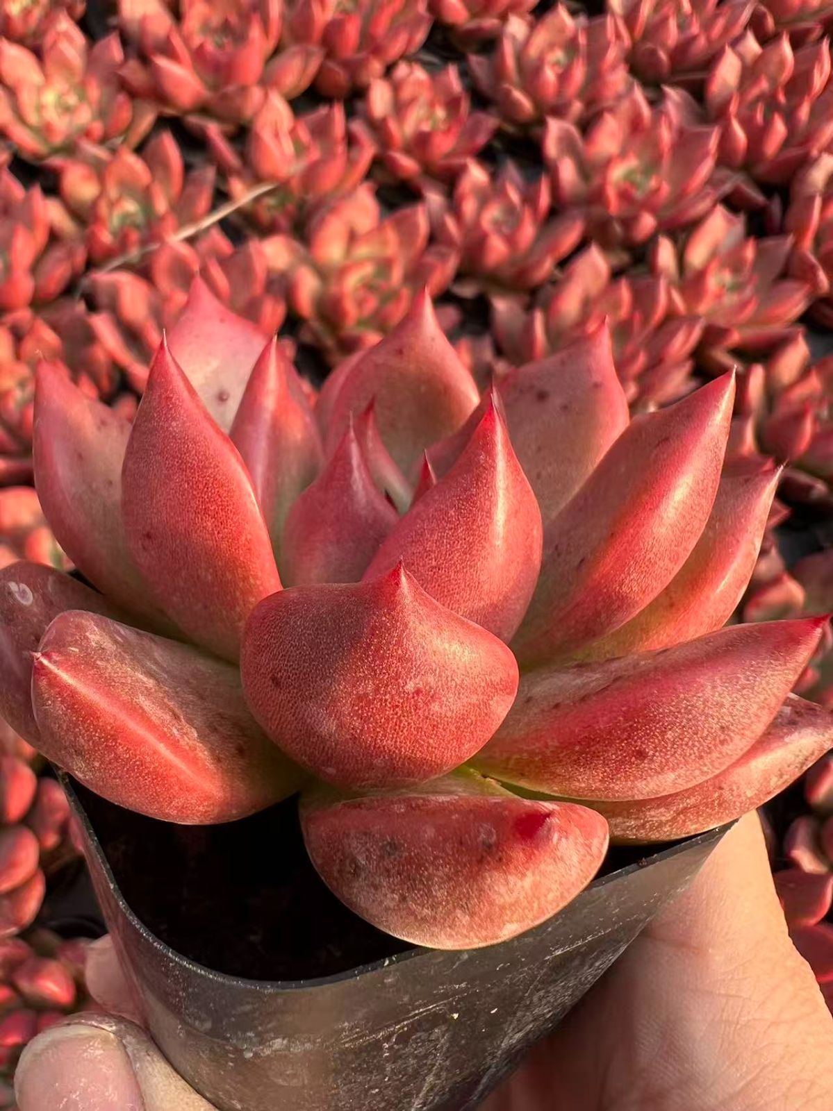 25株の抜き苗セット】レッドクリスタル 多肉植物 佐川急便発送