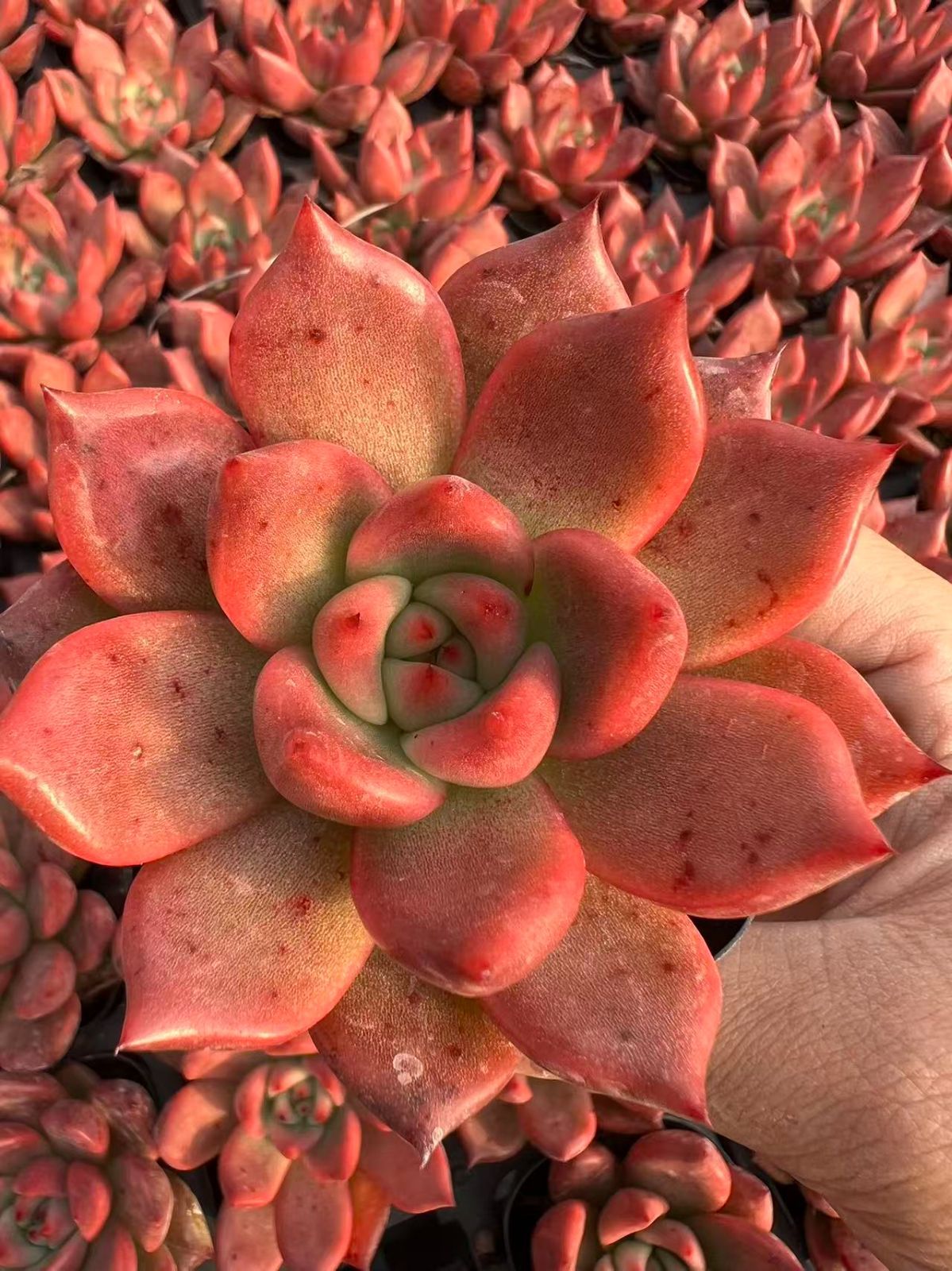 25株の抜き苗セット】レッドクリスタル 多肉植物 佐川急便発送