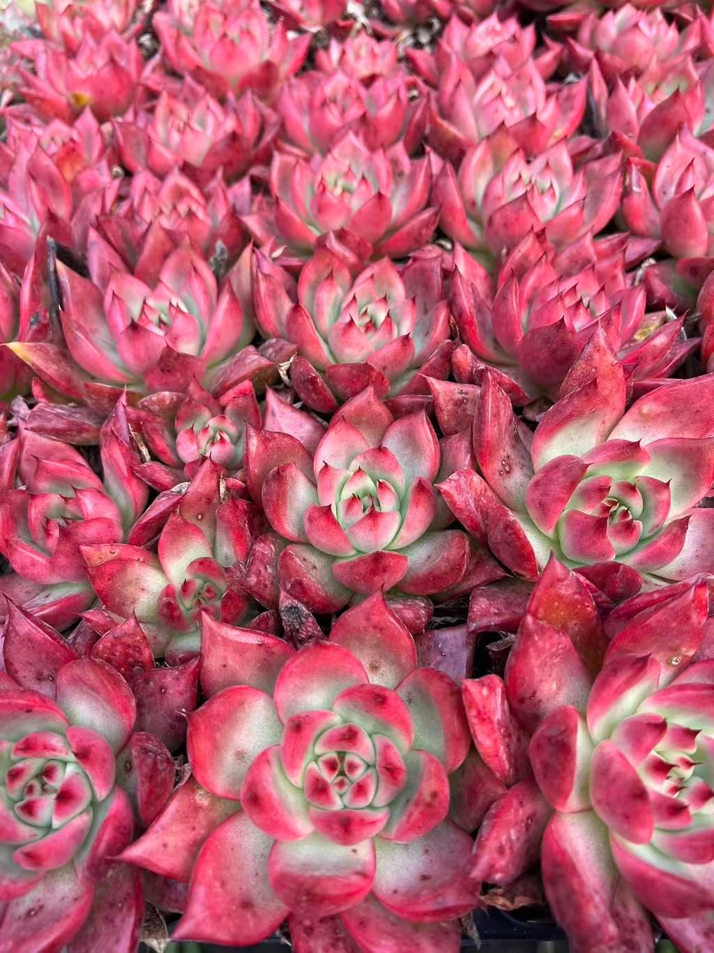 50株の抜き苗セット】ロメオ 多肉植物 佐川急便発送 エケベリア 韓国苗