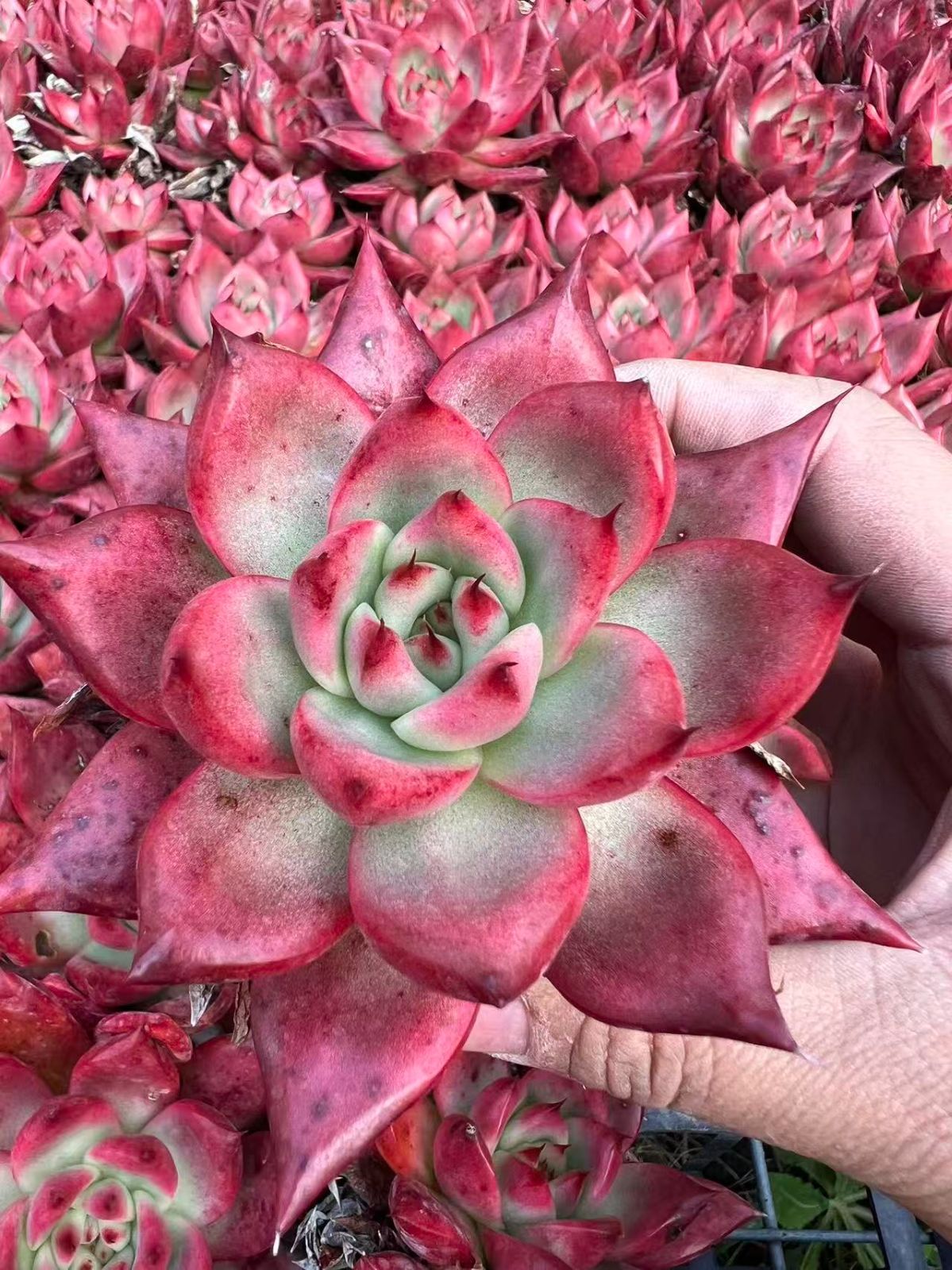 マイコレ デカベリア miso苗✡️ラウリンゼ×ロメオ✡️多肉 秘蔵っ子 抜き苗 miso苗⭐️モンロー×沙羅姫牡丹⭐️ミソップさん 多肉 エケベリア 抜き