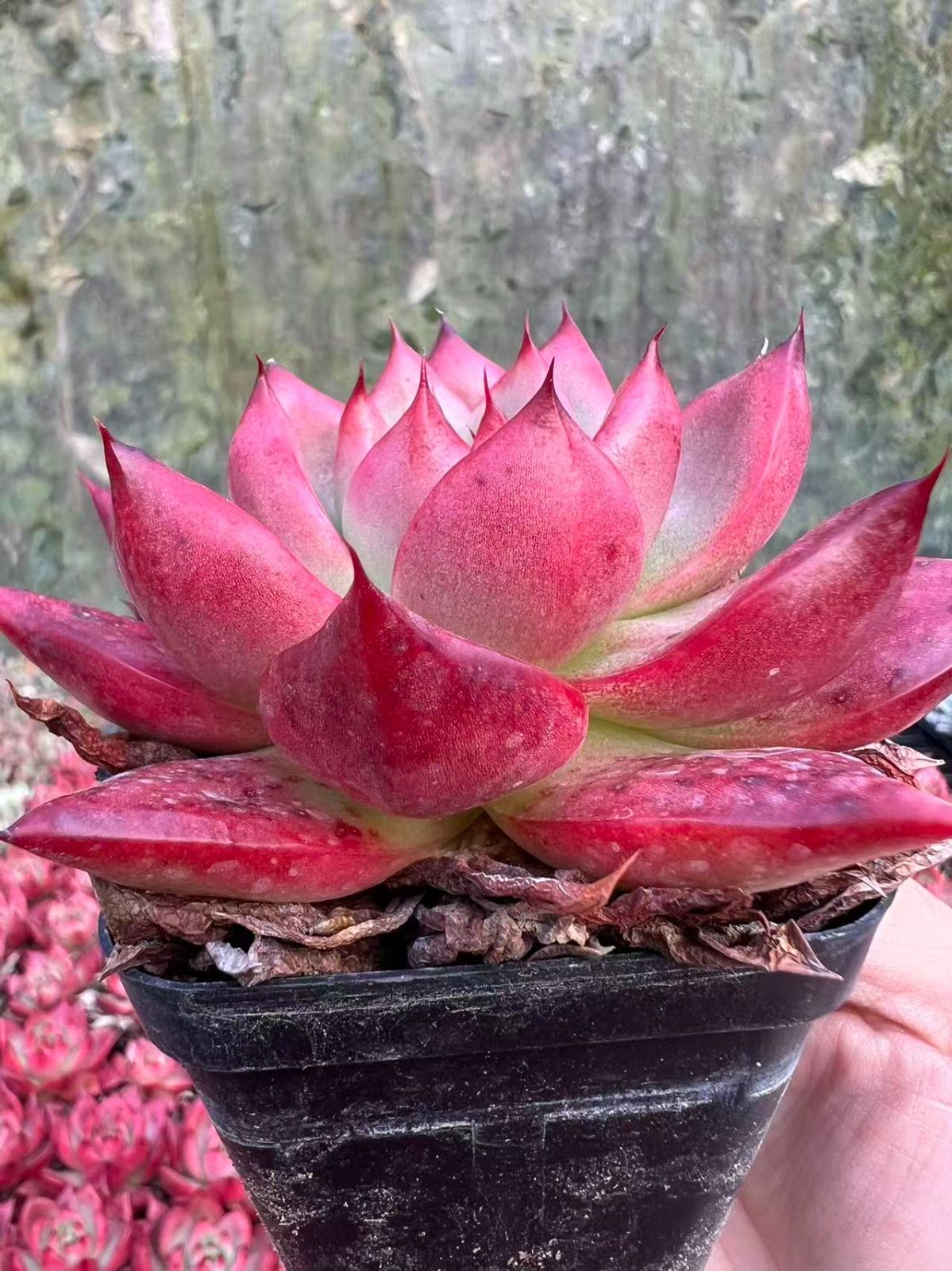 マイコレ デカベリア miso苗✡️ラウリンゼ×ロメオ✡️多肉 秘蔵っ子 抜き苗 おらいさん苗 ミックスベリア スノーミルフィーユ 青札 そわそわ