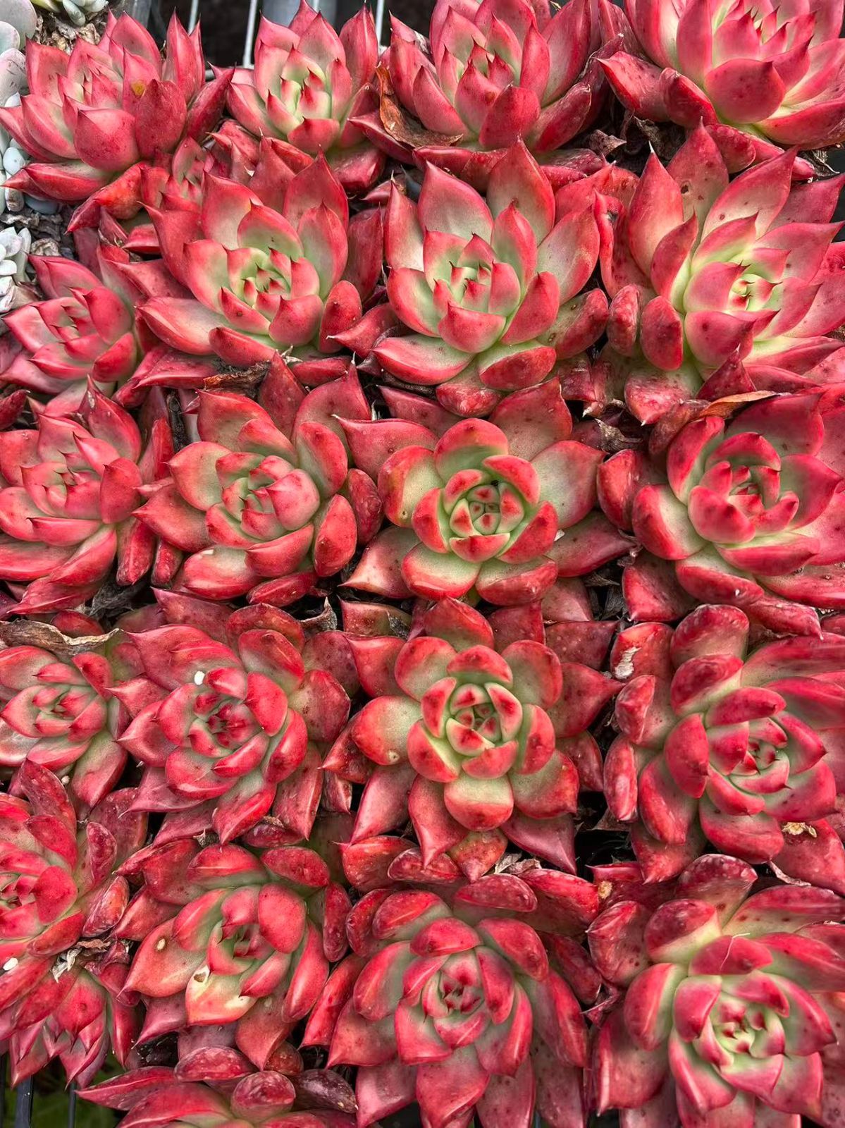 50株の抜き苗セット】ロメオ 多肉植物 佐川急便発送 エケベリア 韓国苗