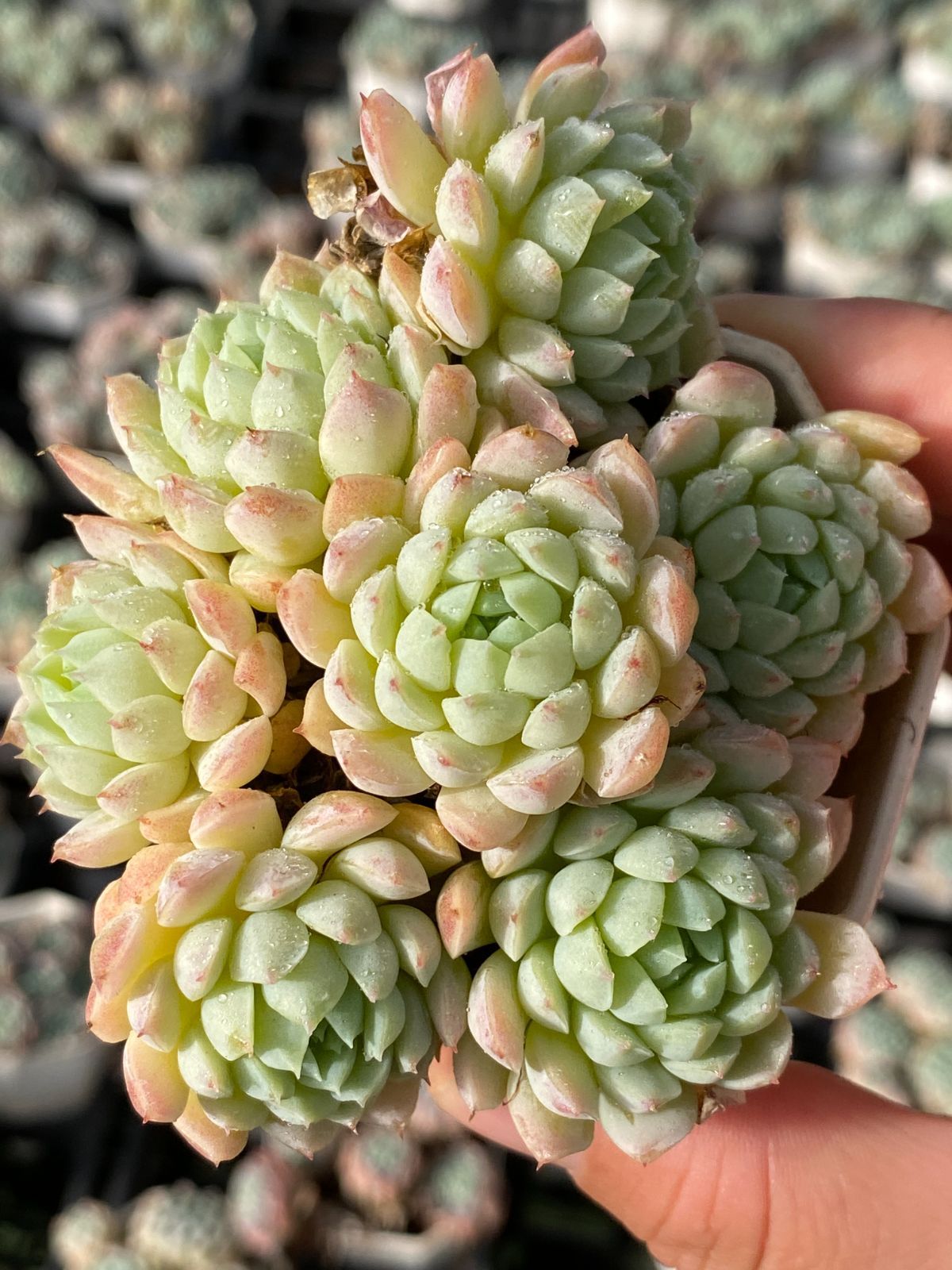 新入荷 ラノリンボール ZZ045×24苗 抜き苗 多肉植物 アエオニウム