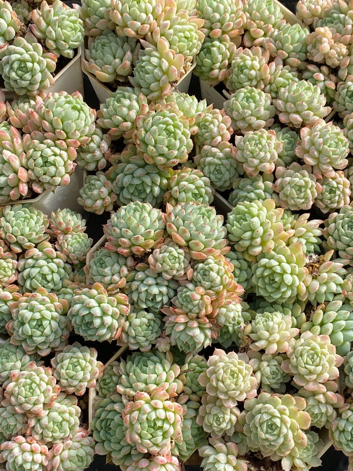 新入荷 ラノリンボール ZZ045×24苗 抜き苗 多肉植物 アエオニウム