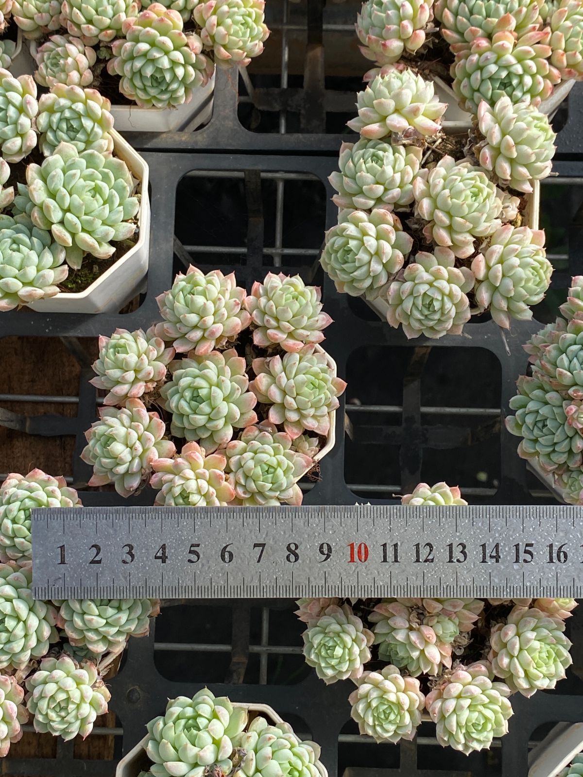 新入荷 ラノリンボール ZZ045×24苗 抜き苗 多肉植物 アエオニウム