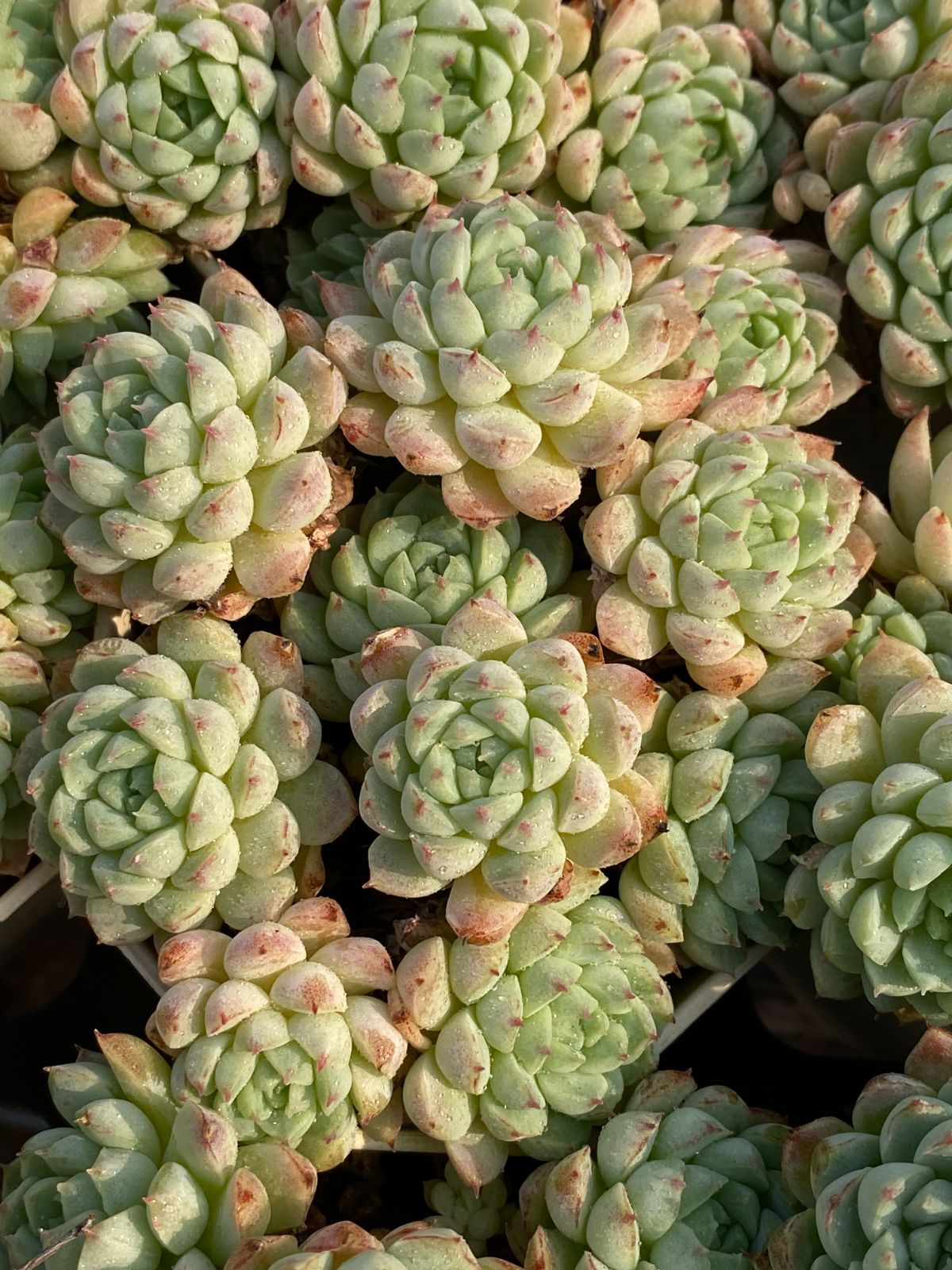 新入荷 ラノリンボール ZZ045×24苗 抜き苗 多肉植物 アエオニウム