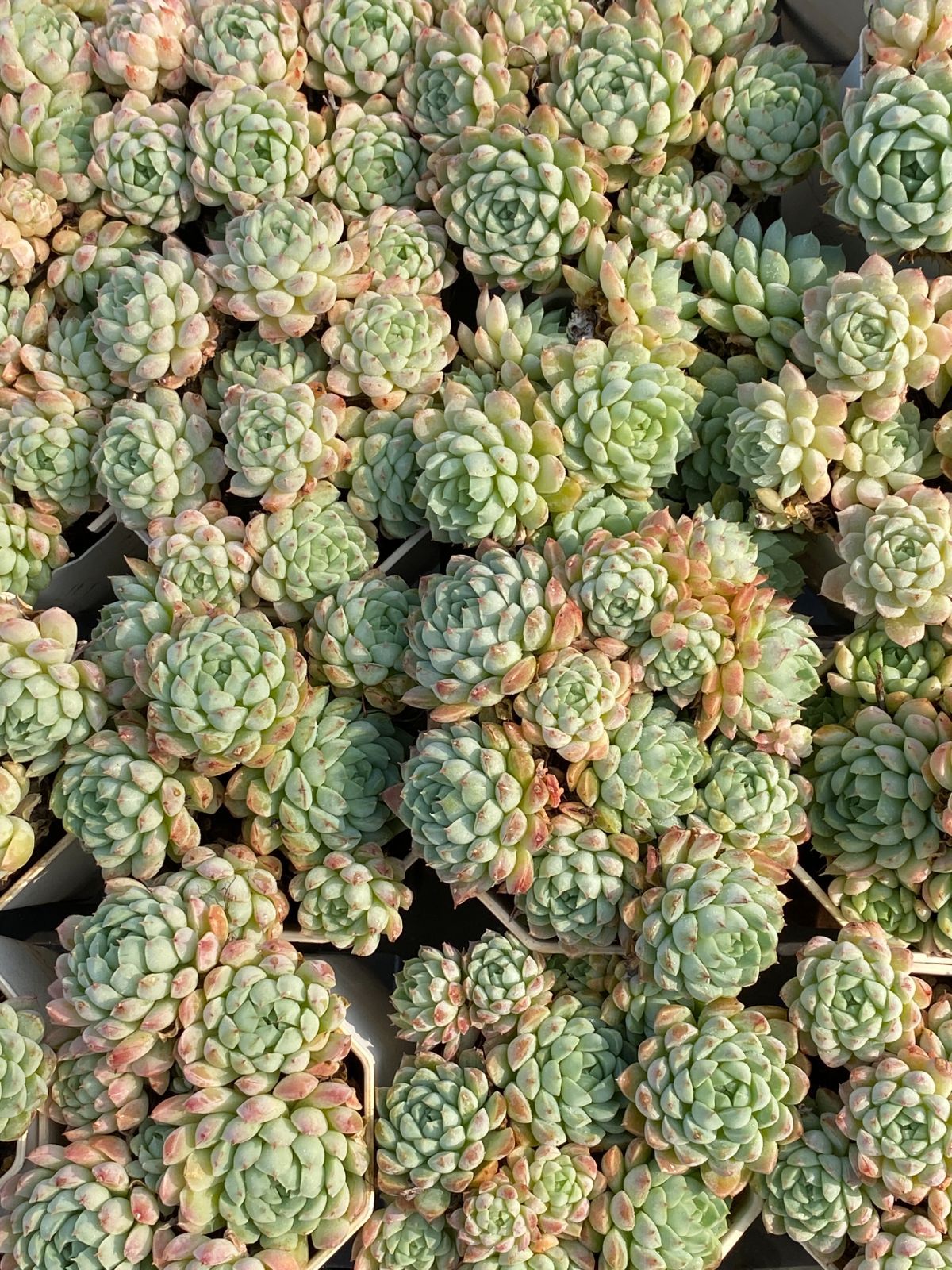 新入荷 ラノリンボール ZZ045×24苗 抜き苗 多肉植物 アエオニウム