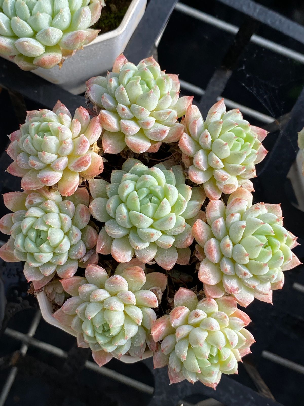 新入荷 ラノリンボール ZZ045×24苗 抜き苗 多肉植物 アエオニウム