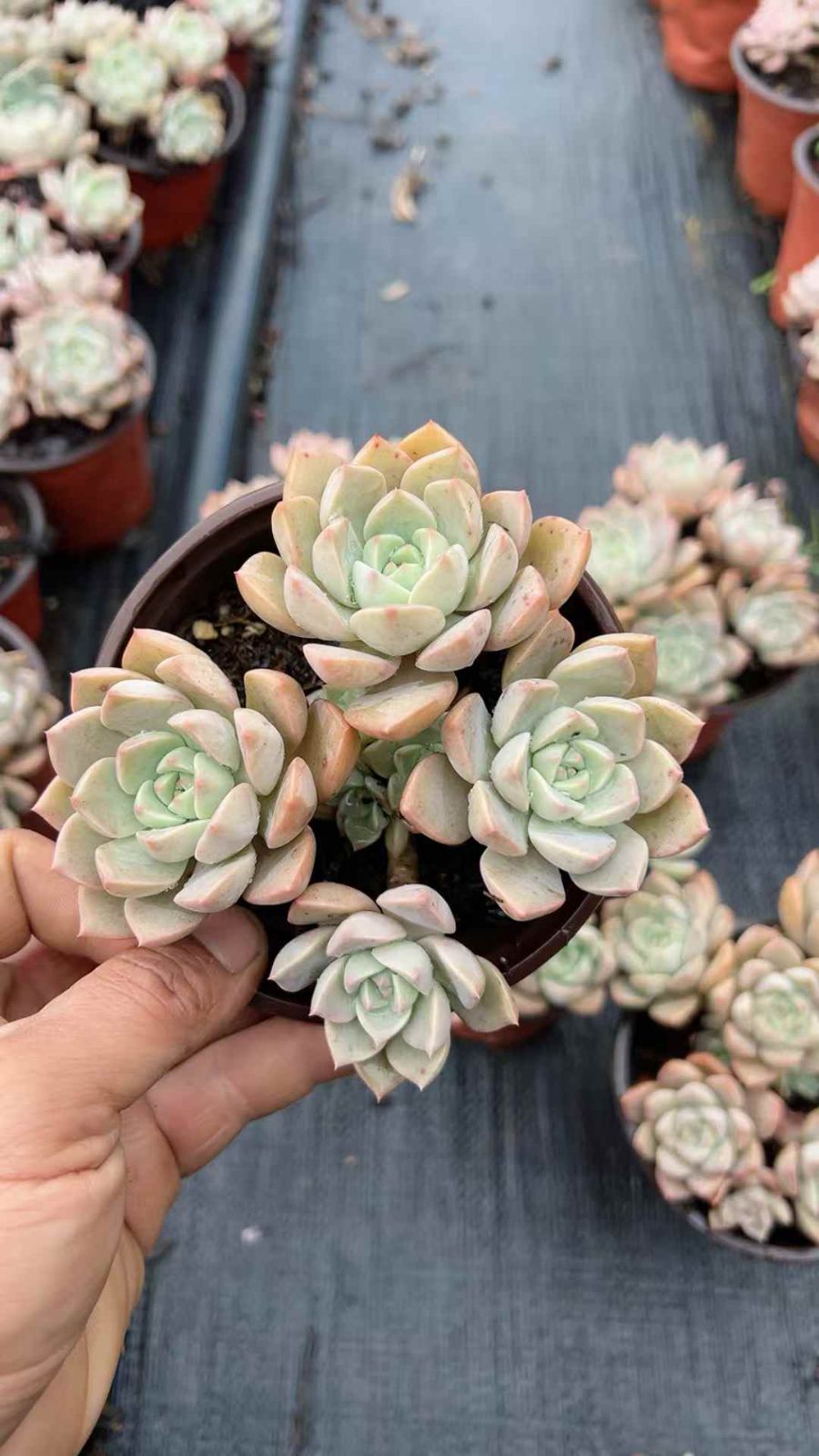 Top【選抜株】多肉植物18887アエオニウム シー　キング15個　鉢無し/脱土 先日参加した「ドルオク」で落とした苗が届きました♫ ※ドルオク アエオニウム