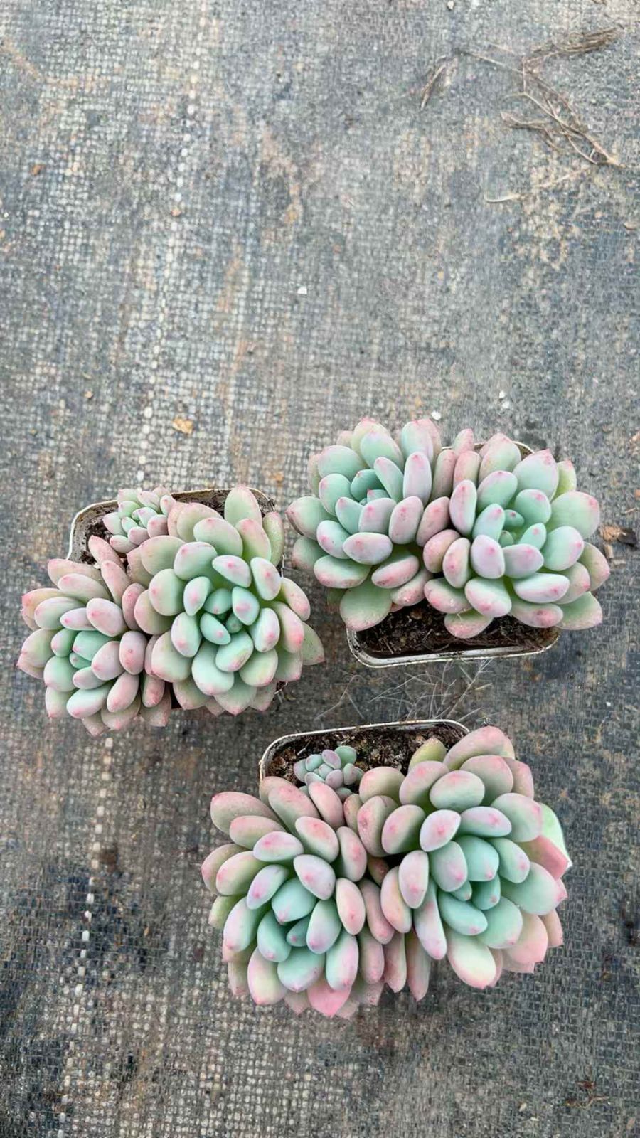 50株×キャンディビーン 多肉植物 販売済み エケベリア セダム