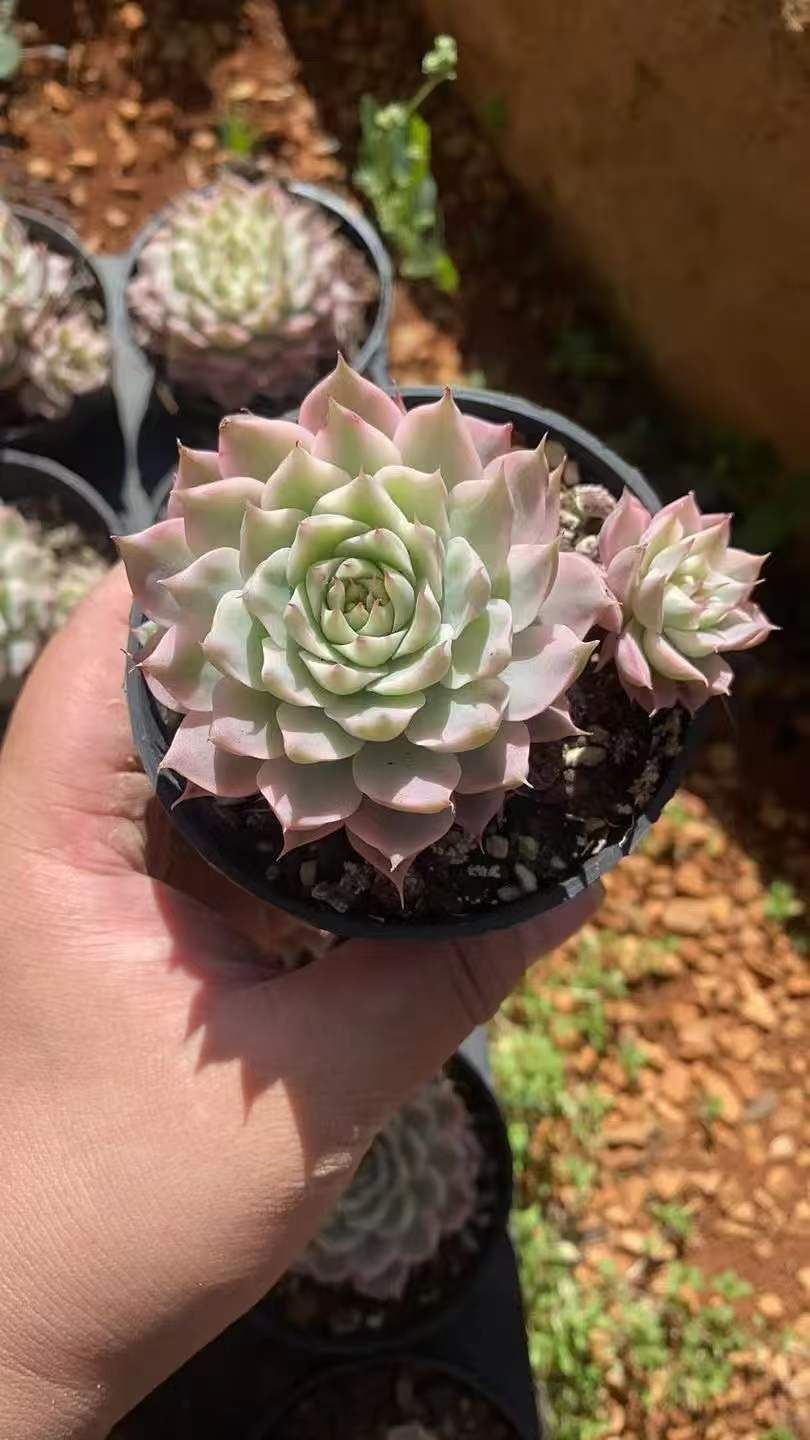 24株×マーガレットニシキ 多肉植物 エケベリア セダム アエオニウム