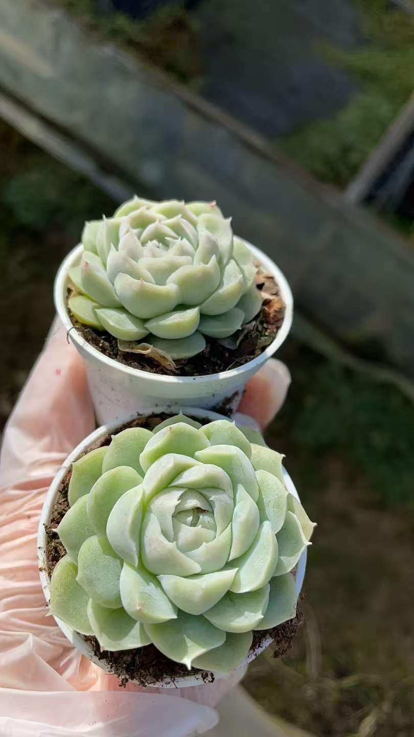 50株×ハクゲツエイ 多肉植物 エケベリア セダム アエオニウム