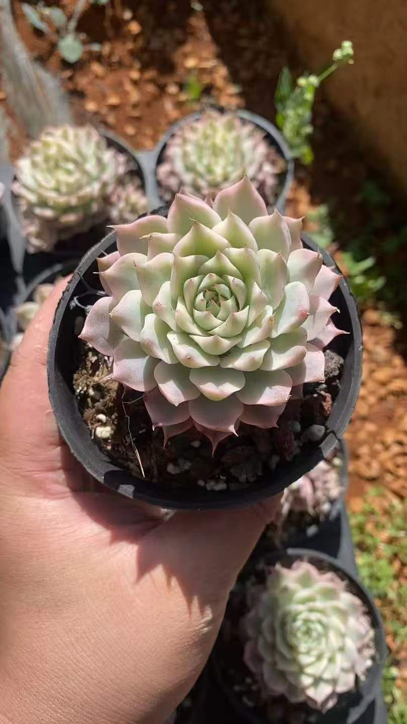 24株×マーガレットニシキ 多肉植物 エケベリア セダム アエオニウム