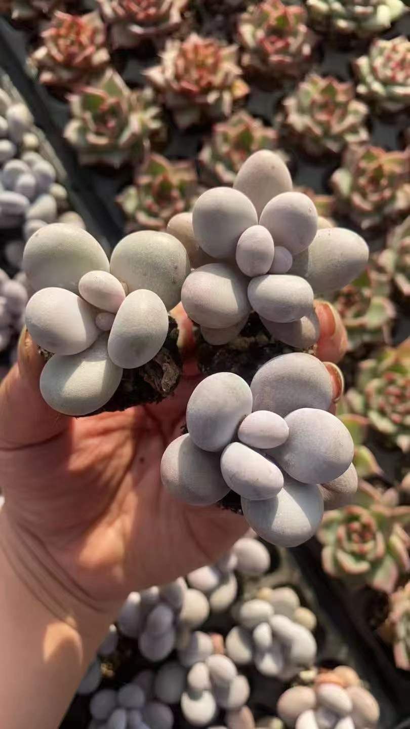 エケベリア・セダム gakky エケベリア・セダム gakky エケベリア