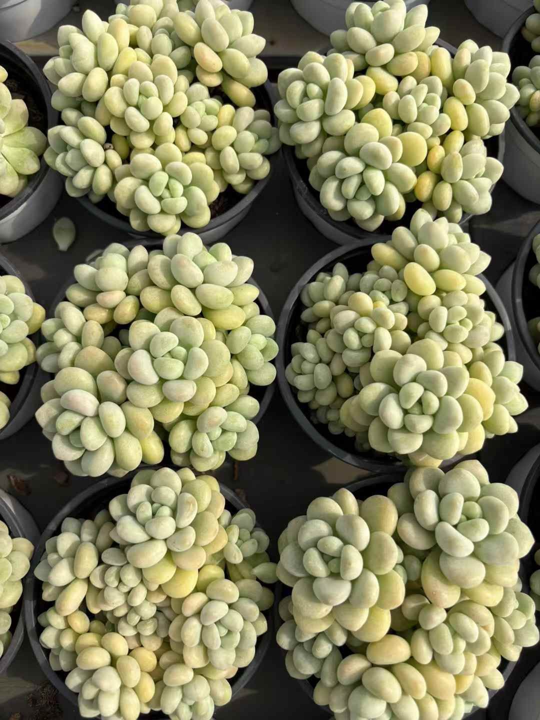 18株×ロココ 多肉植物 エケベリア セダム アエオニウム グラプトペタルム 韓国苗 寄せ植え XJB676