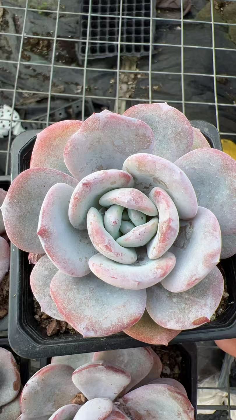 J0028レッドブル×128苗 多肉植物 エケベリア セダム アエオニウム