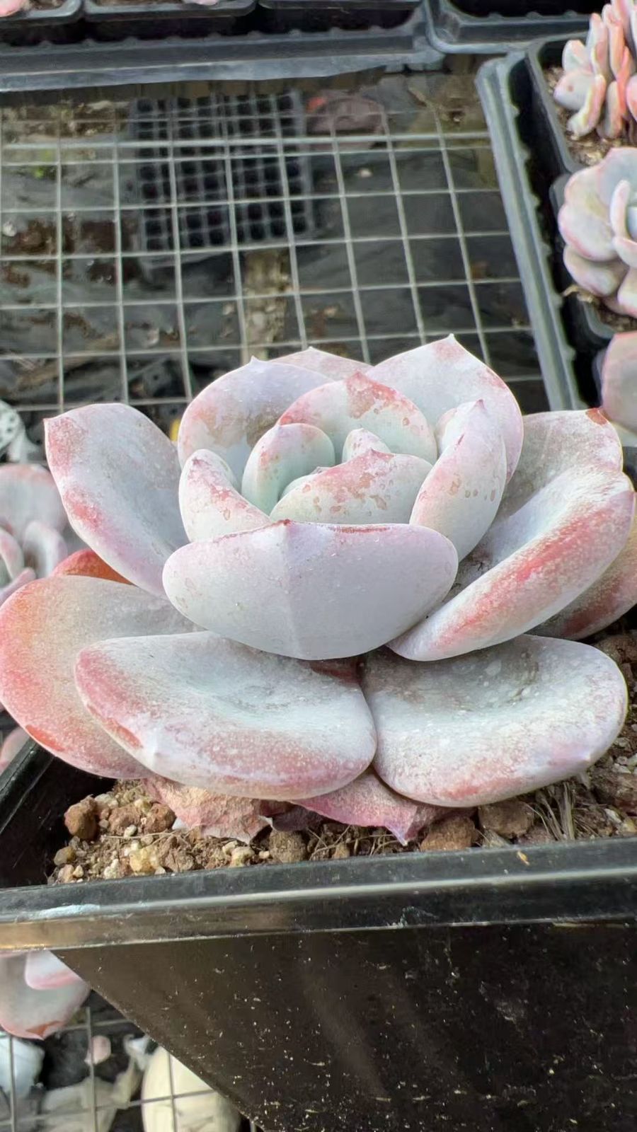 J0028レッドブル×128苗 多肉植物 エケベリア セダム アエオニウム
