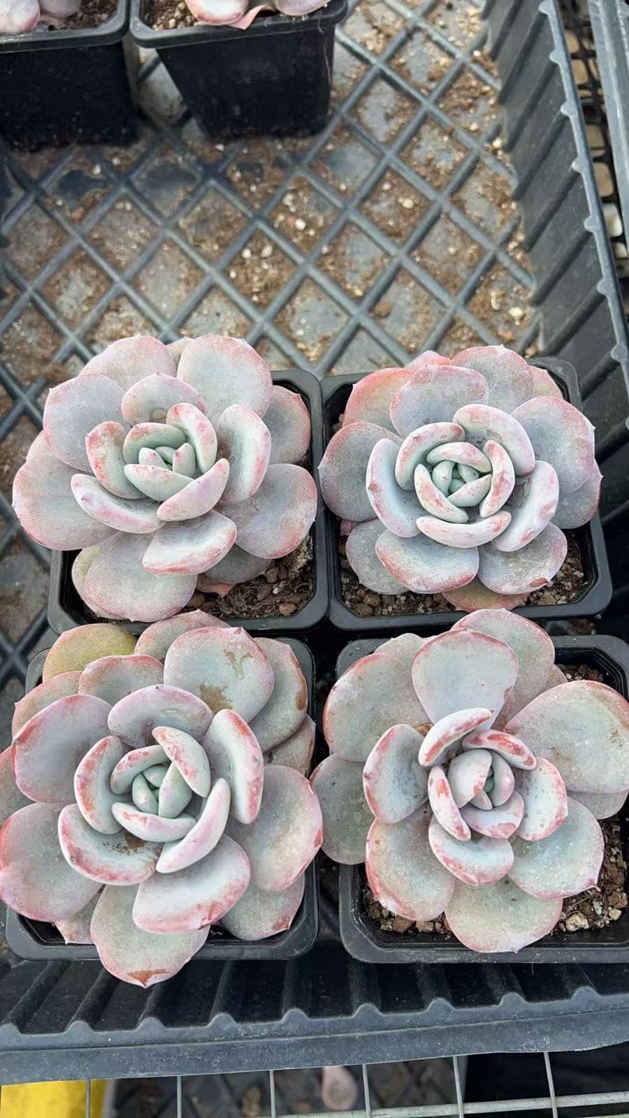 J0028レッドブル×128苗 多肉植物 エケベリア セダム アエオニウム