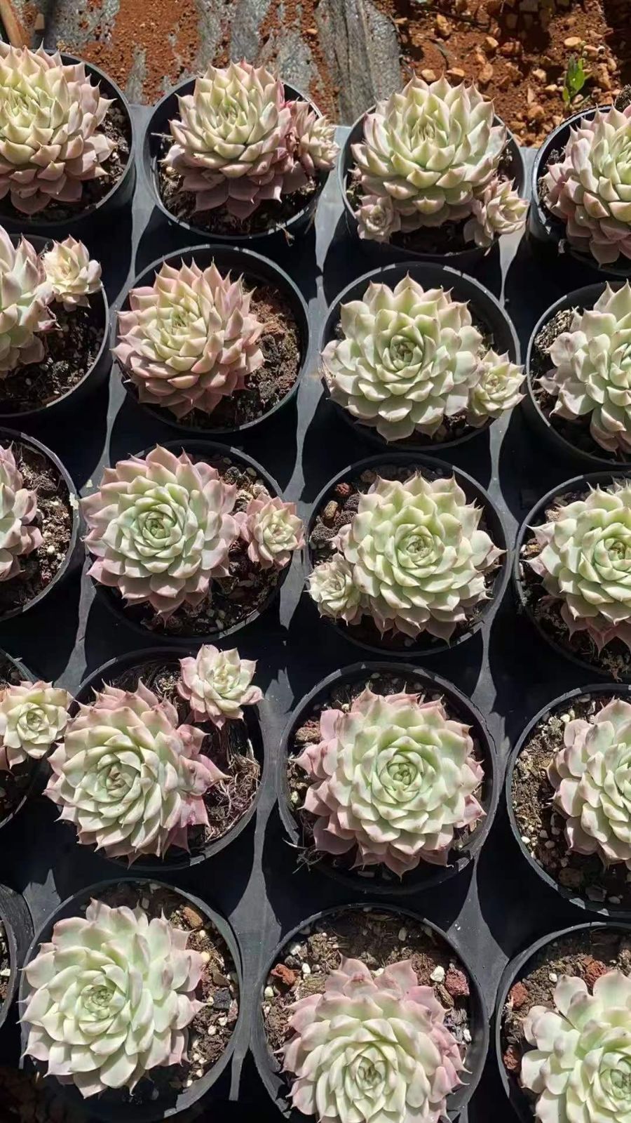 24株×マーガレットニシキ 多肉植物 エケベリア セダム アエオニウム