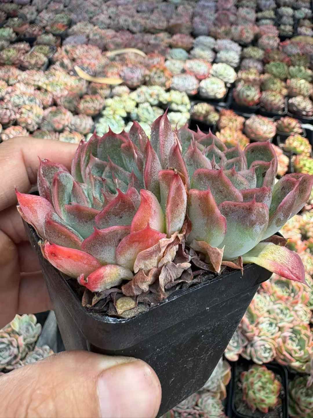 50株×ジョセリン 多肉植物 エケベリア セダム アエオニウム