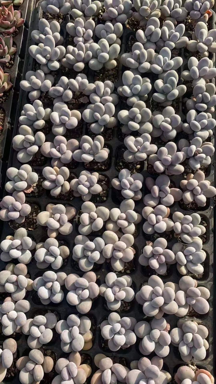 72苗×ゲンシナイ 多肉植物 エケベリア セダム アエオニウム