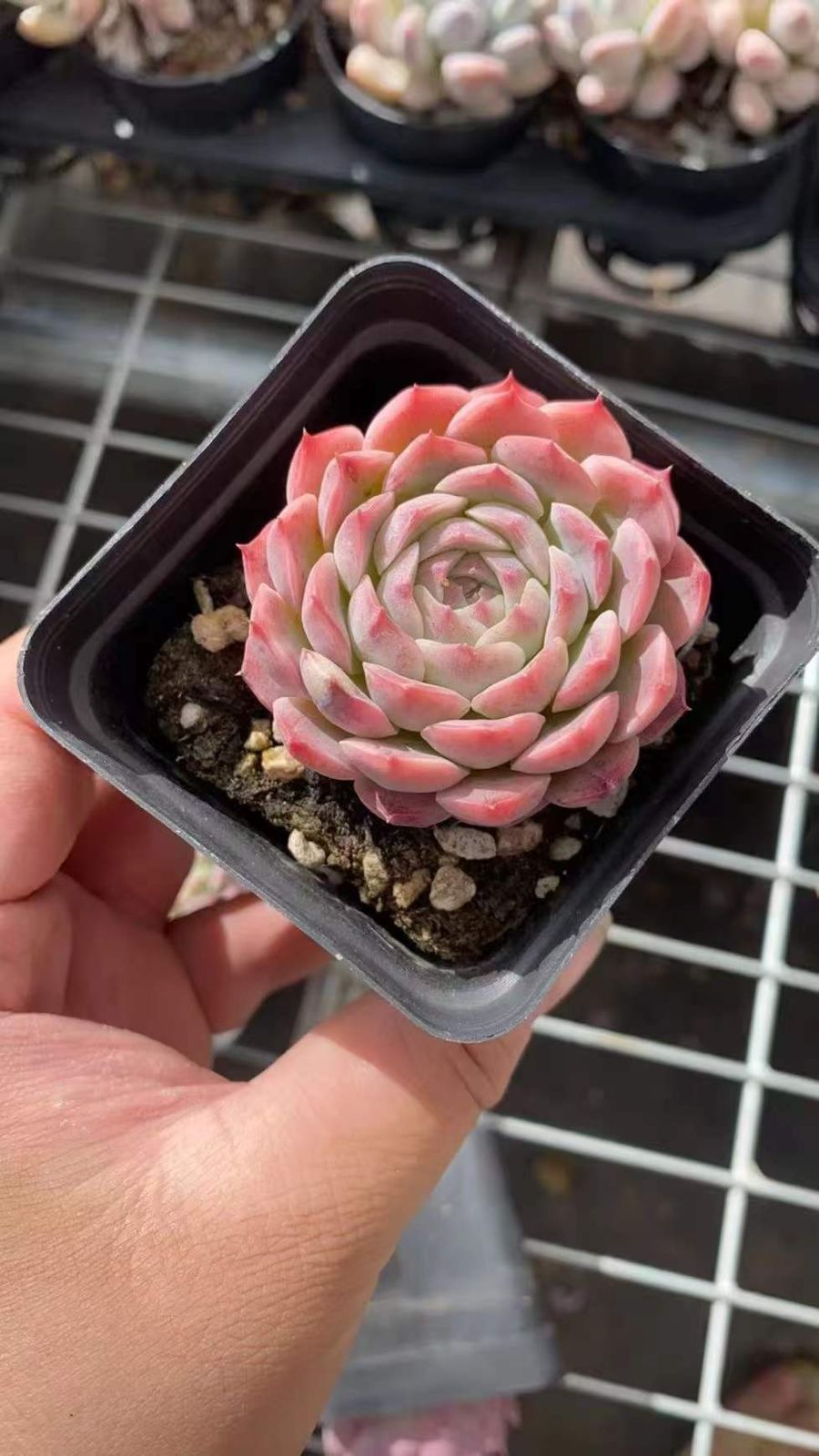 50株×ピンクベラ 多肉植物 エケベリア セダム アエオニウム