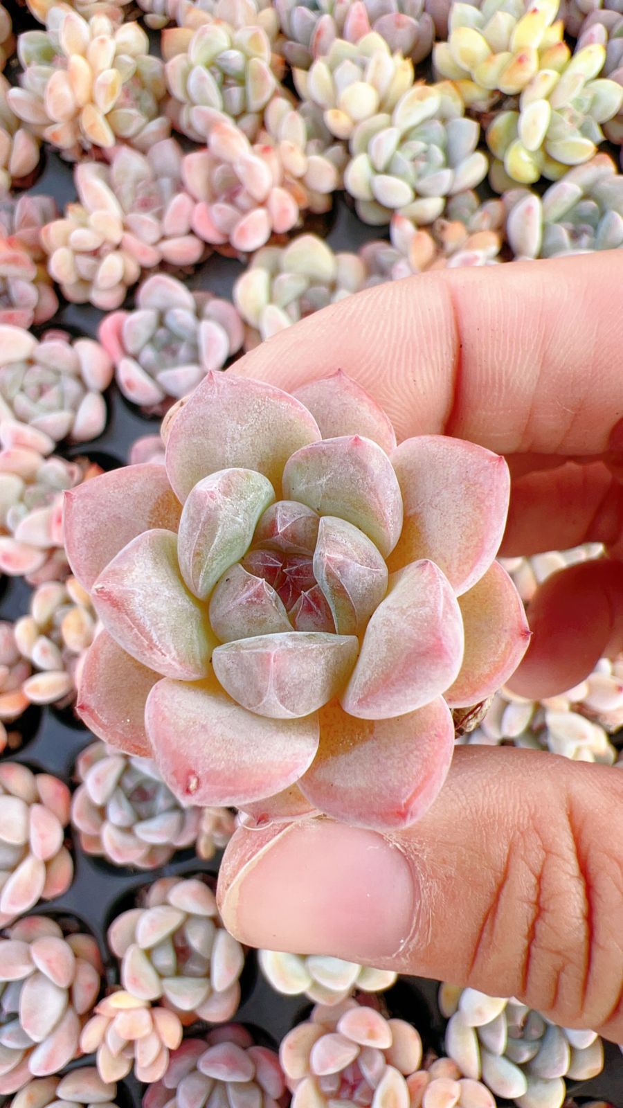 128苗×シエン 多肉植物 エケベリア セダム アエオニウム