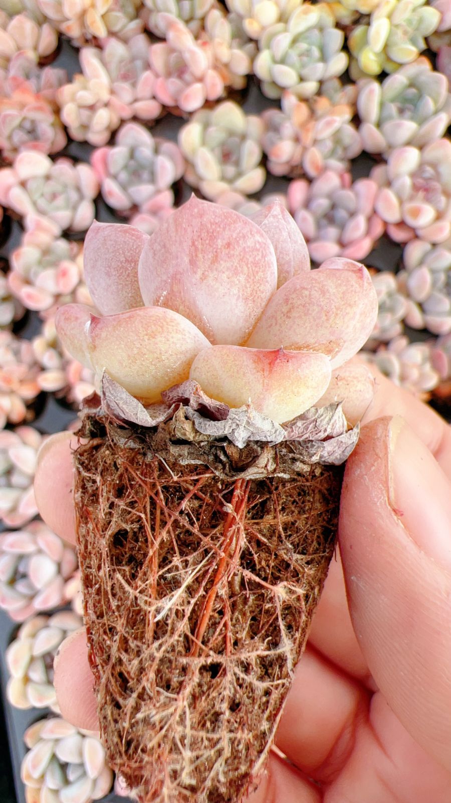 エケベリア・セダム peche 伸び伸びセダムを買ってきたら＆寄せ植えに水やり(*Ü*)♬ | ＊vanilla