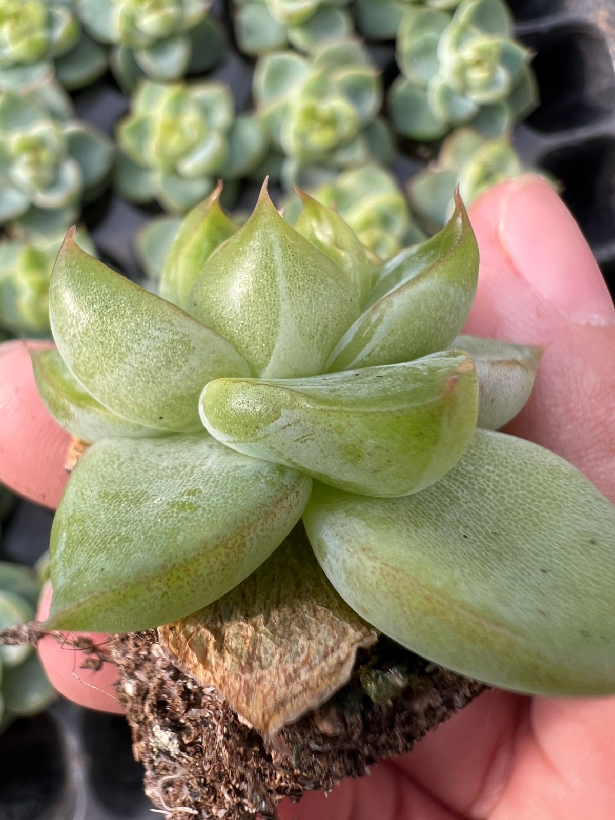 105苗×ヒスイジェニー 多肉植物 エケベリア セダム アエオニウム