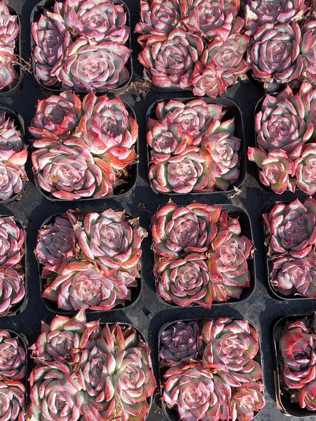 多肉植物　韓国苗　チワワエンシス　抜き苗 新入荷 チワワ ZZ050×50苗 抜き苗 ベスト 多肉植物 アエオニウム